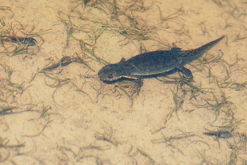 Come si chiama? Rana temporaria